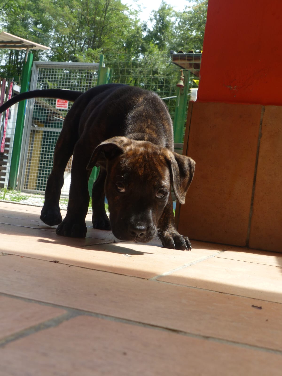 Cucciolo in cerca di adozione