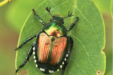 Foto di una poppilia japonica su di una foglia