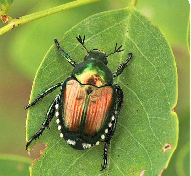 Foto di una poppilia japonica su di una foglia