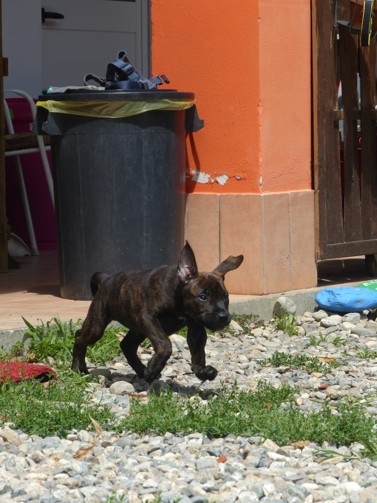 Cucciolo che corre