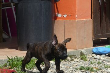Cucciolo che corre
