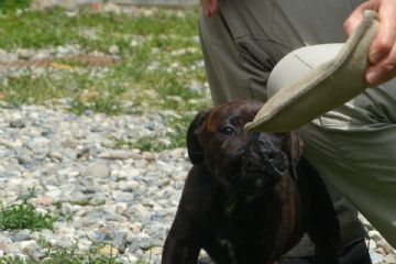 Cucciolo che gioca