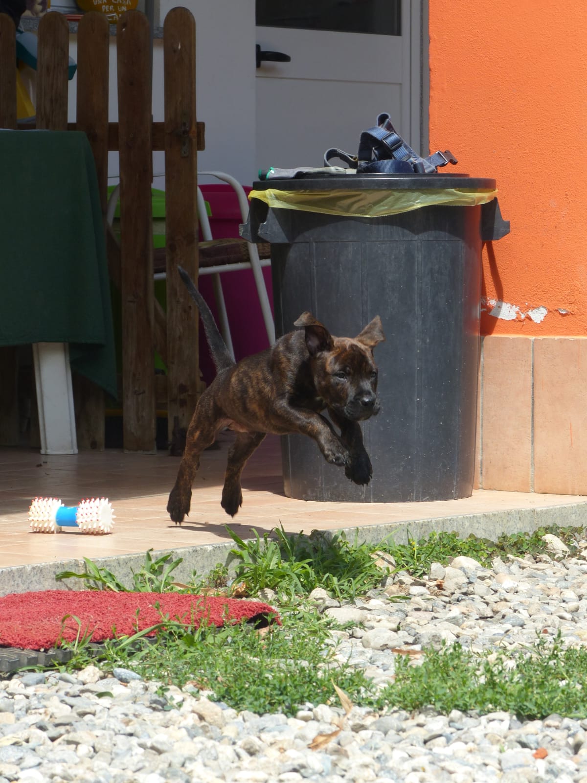 Cucciolo che salta