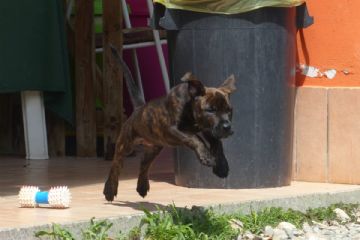 Cucciolo che salta