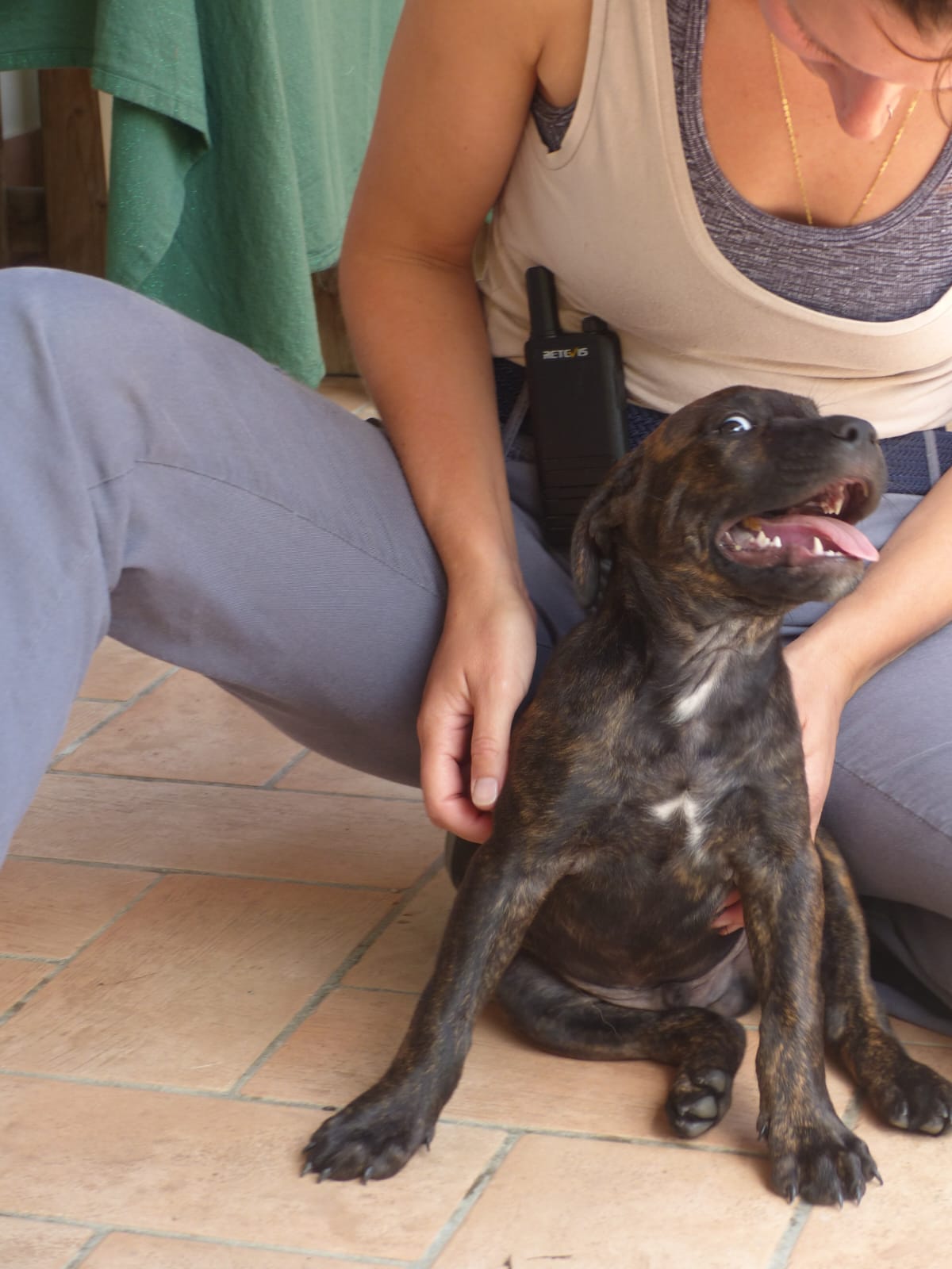Cucciolo che si fa fare le coccole
