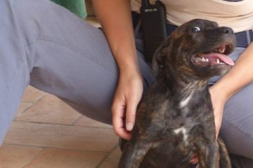 Cucciolo che si fa fare le coccole