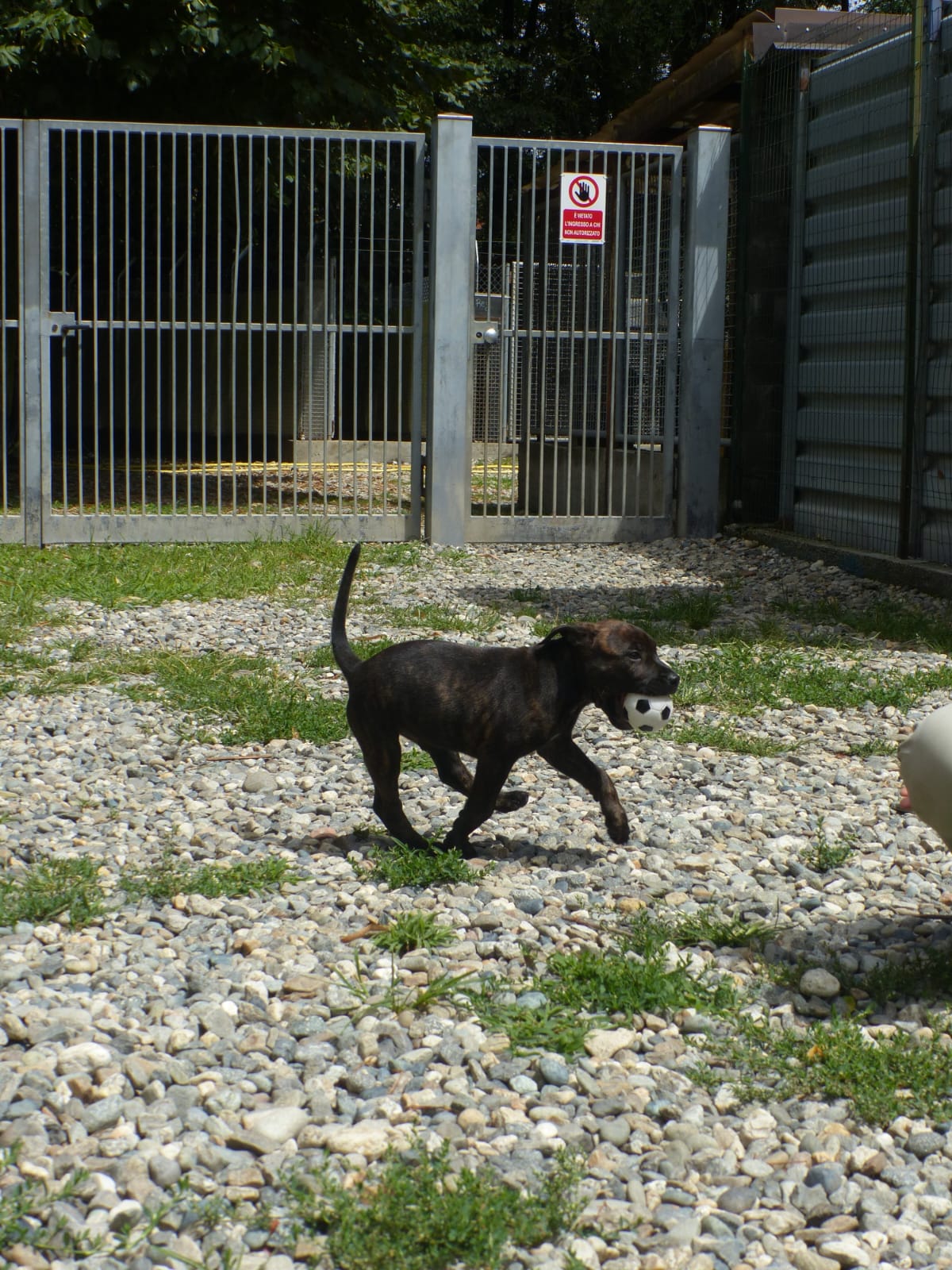 Cucciolo che corre con la palla