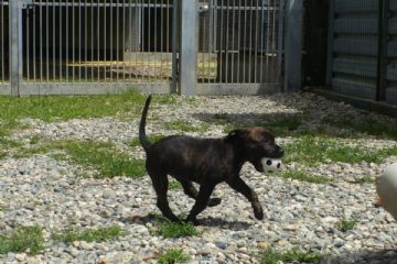 Cucciolo che corre con la palla