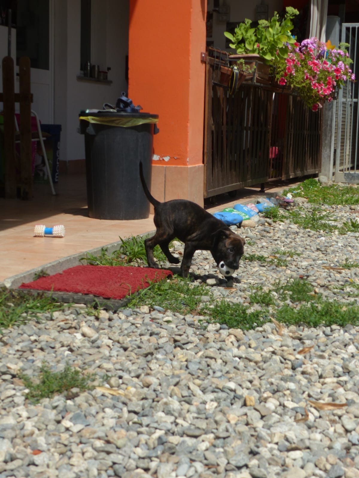 Cucciolo che gioca