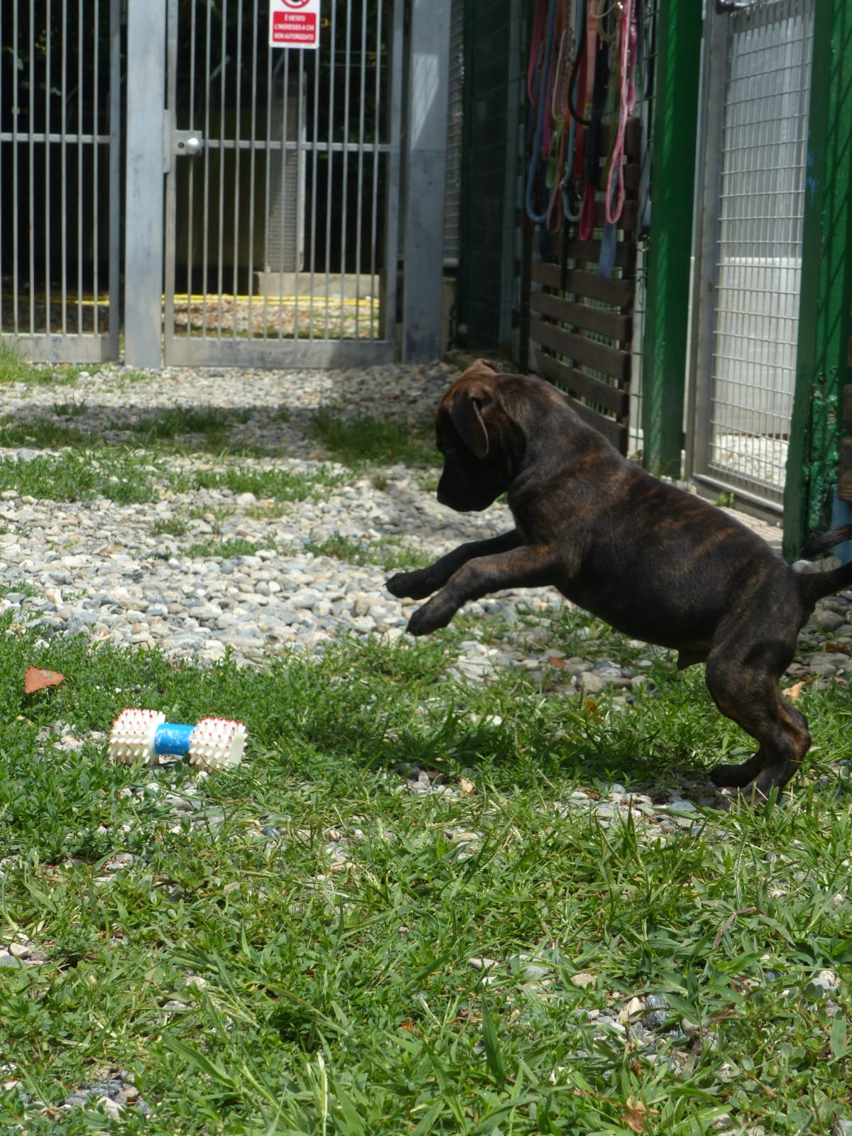 Cucciolo che salta