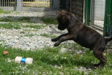 Cucciolo che salta
