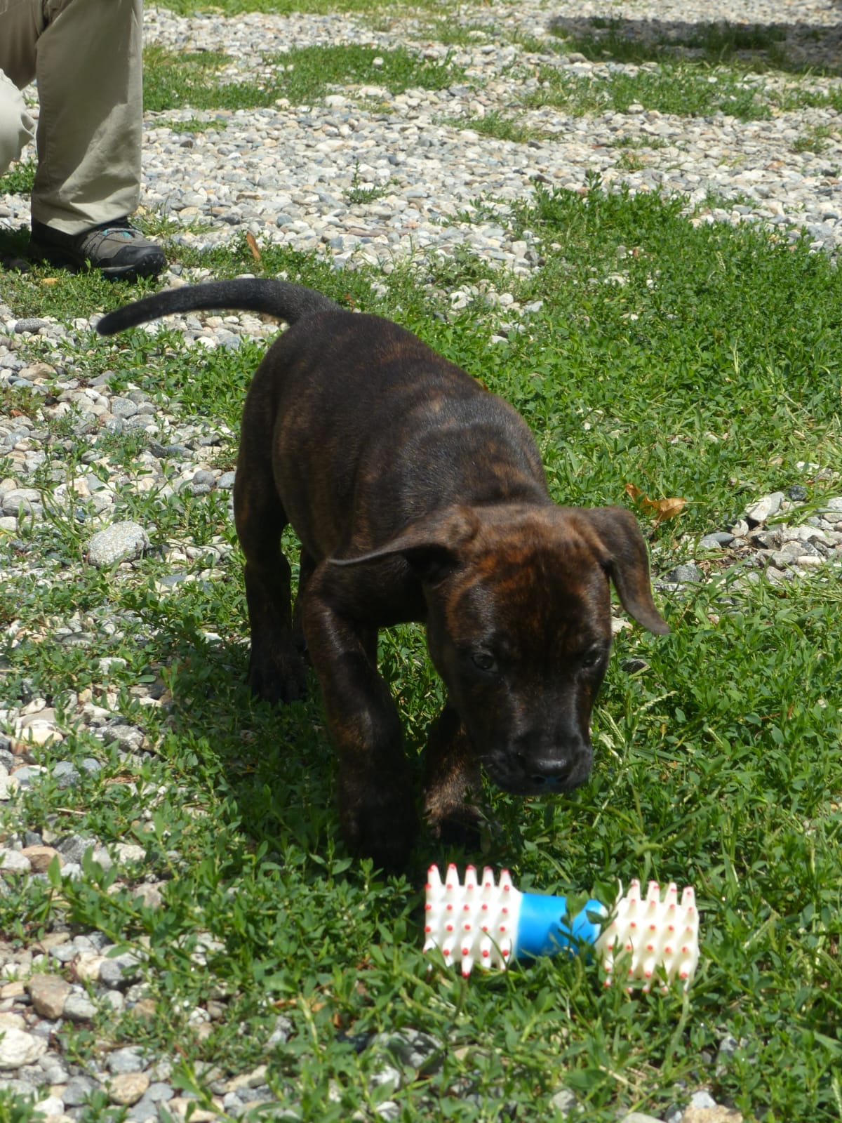 Cucciolo che prende gioco