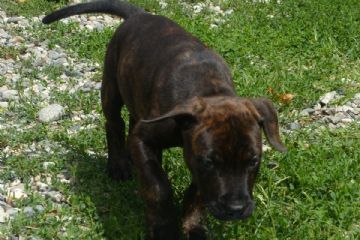 Cucciolo che prende gioco